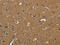 Progestagen Associated Endometrial Protein antibody, CSB-PA043641, Cusabio, Immunohistochemistry frozen image 