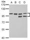 TRPM8 Channel Associated Factor 2 antibody, NBP2-16410, Novus Biologicals, Western Blot image 