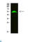 Glial Cells Missing Transcription Factor 2 antibody, LS-C813417, Lifespan Biosciences, Western Blot image 