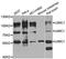 Ubiquitin Interaction Motif Containing 1 antibody, orb373580, Biorbyt, Western Blot image 