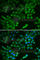 Ribosomal Protein L5 antibody, A1977, ABclonal Technology, Immunofluorescence image 