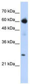Ebf antibody, TA345374, Origene, Western Blot image 