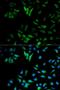 Enolase 1 antibody, orb49156, Biorbyt, Immunocytochemistry image 