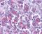 Diablo IAP-Binding Mitochondrial Protein antibody, LS-C4, Lifespan Biosciences, Immunohistochemistry frozen image 