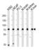 Sialomucin core protein 24 antibody, PA5-49402, Invitrogen Antibodies, Western Blot image 