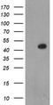 LIM Homeobox 1 antibody, TA504526S, Origene, Western Blot image 