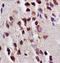 EPH Receptor A5 antibody, orb101898, Biorbyt, Immunohistochemistry paraffin image 
