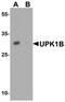Uroplakin-1b antibody, PA5-72711, Invitrogen Antibodies, Western Blot image 