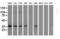 Non-Homologous End Joining Factor 1 antibody, LS-C172513, Lifespan Biosciences, Western Blot image 