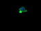 Protein Mdm4 antibody, LS-C174380, Lifespan Biosciences, Immunofluorescence image 