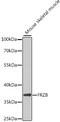 Fiz antibody, 22-337, ProSci, Western Blot image 