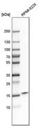 SUB1 Regulator Of Transcription antibody, PA5-51557, Invitrogen Antibodies, Western Blot image 