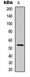 Tripartite Motif Containing 72 antibody, orb334808, Biorbyt, Western Blot image 