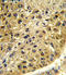 Dopachrome Tautomerase antibody, LS-C167302, Lifespan Biosciences, Immunohistochemistry frozen image 
