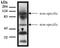 Ubiquilin 3 antibody, NBP2-66596, Novus Biologicals, Western Blot image 