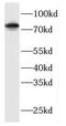 DnaJ homolog subfamily C member 10 antibody, FNab02457, FineTest, Western Blot image 