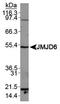 Bifunctional arginine demethylase and lysyl-hydroxylase JMJD6 antibody, TA336815, Origene, Western Blot image 