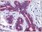 Solute Carrier Family 39 Member 7 antibody, AP31256PU-N, Origene, Immunohistochemistry paraffin image 