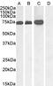 Rac GTPase-activating protein 1 antibody, PA5-18005, Invitrogen Antibodies, Western Blot image 