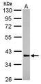 Ring Finger And FYVE Like Domain Containing E3 Ubiquitin Protein Ligase antibody, GTX117832, GeneTex, Western Blot image 