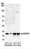 Exosome Component 1 antibody, NBP2-22239, Novus Biologicals, Western Blot image 
