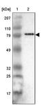 Angel Homolog 1 antibody, PA5-51490, Invitrogen Antibodies, Western Blot image 