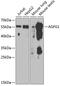 ArfGAP With FG Repeats 1 antibody, GTX30032, GeneTex, Western Blot image 