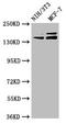 Uromodulin Like 1 antibody, LS-C681668, Lifespan Biosciences, Western Blot image 