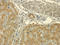 Neuronal PAS Domain Protein 1 antibody, orb214329, Biorbyt, Immunohistochemistry paraffin image 