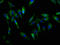 Cadherin 9 antibody, LS-C673811, Lifespan Biosciences, Immunofluorescence image 