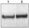 Disabled homolog 1 antibody, PA1-21178, Invitrogen Antibodies, Western Blot image 