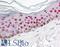 Cyclin O antibody, LS-B616, Lifespan Biosciences, Immunohistochemistry frozen image 