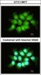 THO Complex 7 antibody, GTX119877, GeneTex, Immunofluorescence image 