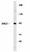 X-Ray Repair Cross Complementing 1 antibody, MBS395105, MyBioSource, Western Blot image 