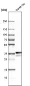 Neuronal Growth Regulator 1 antibody, NBP1-83116, Novus Biologicals, Western Blot image 