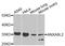 Annexin A8 Like 1 antibody, A7641, ABclonal Technology, Western Blot image 