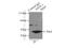 APOL1 antibody, 11486-2-AP, Proteintech Group, Immunoprecipitation image 