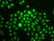 SWI/SNF-related matrix-associated actin-dependent regulator of chromatin subfamily E member 1 antibody, GTX35217, GeneTex, Immunofluorescence image 