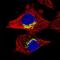 Riboflavin kinase antibody, HPA057163, Atlas Antibodies, Immunofluorescence image 