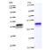 Putative Polycomb group protein ASXL1 antibody, LS-C342399, Lifespan Biosciences, Western Blot image 
