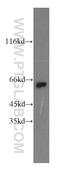 Neuralized-like protein 1A antibody, 18898-1-AP, Proteintech Group, Western Blot image 