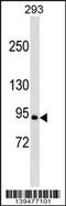 Ral Guanine Nucleotide Dissociation Stimulator antibody, 60-154, ProSci, Western Blot image 