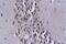 Mcp3 antibody, GTX37377, GeneTex, Immunohistochemistry paraffin image 