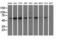 CD80 Molecule antibody, GTX84702, GeneTex, Western Blot image 