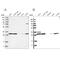 Replication Protein A2 antibody, NBP1-89523, Novus Biologicals, Western Blot image 