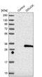 Deoxyguanosine Kinase antibody, PA5-57051, Invitrogen Antibodies, Western Blot image 
