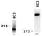 Laminin subunit alpha-4 antibody, AM26108PU-N, Origene, Western Blot image 