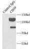Ecto-apyrase antibody, FNab01474, FineTest, Immunoprecipitation image 