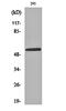NFIL3 antibody, orb160837, Biorbyt, Western Blot image 