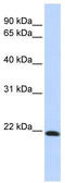 CLDN7 antibody, TA334061, Origene, Western Blot image 